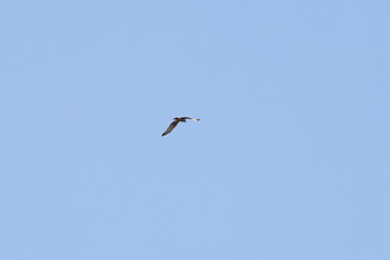 swamp harrier