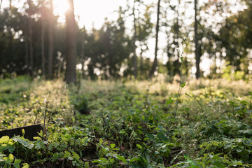 Las © Michał Magiera