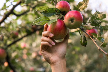 Hand picking a fresh apple from the tree