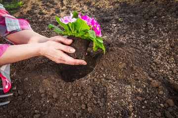 Gardeners hands planting flowers at back yard Gardening Tools on Soil Background. Spring Garden Works Concept