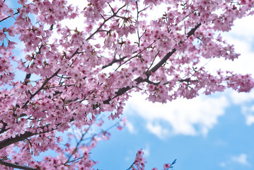 桜