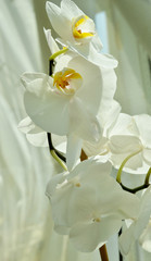 white orchid on background