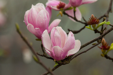 Magnolia flower