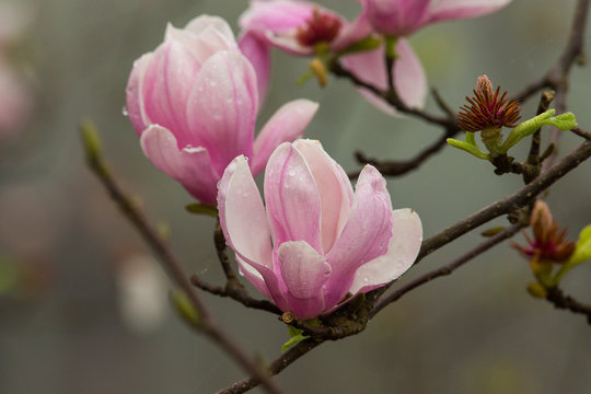 Magnolia flower © Porco Photo