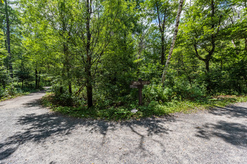 Fototapeta premium Summer Forest Landscape,Pathway at Kamikochi in Japan