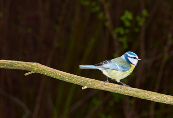 Blaumeise auf Ast