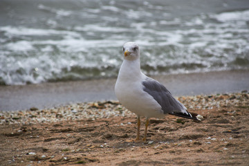 seagull on the beach