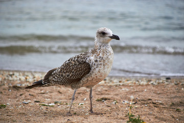 seagull on the beach