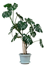 indoor ornamental plants in a flower pot on a white isolated background