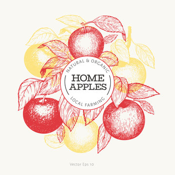 Apple branche design template. Hand drawn vector garden fruit illustration. Engraved style fruit frame. Retro botanical banner.