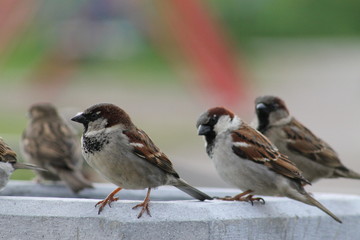 little bird Sparrow close-up. birds and animals in the wild