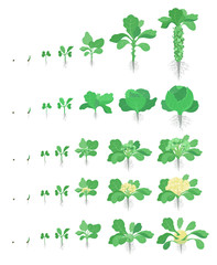 Cabbage set. Brussels sprout, Broccoli Kohlrabi Cauliflower kinds of cabbage. Crop stages planting cabbages plant. Harvest growth vegetable. Brassica oleracea vector flat Illustration.