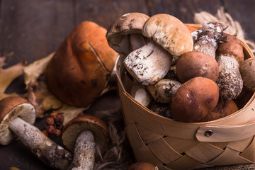Ceps Mushroom Boletus over Wooden Background. Autumn Boletus edulis Mushrooms close up on wood rustic table. Cooking delicious organic mushroom. Gourmet food
