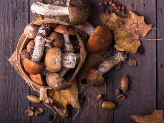 Ceps Mushroom Boletus over Wooden Background. Autumn Boletus edulis Mushrooms close up on wood rustic table. Cooking delicious organic mushroom. Gourmet food