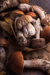 Ceps Mushroom Boletus over Wooden Background. Autumn Boletus edulis Mushrooms close up on wood rustic table. Cooking delicious organic mushroom. Gourmet food