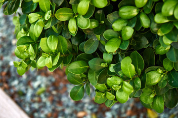 Beautiful green leaves of boxwood trees. Buxus sempervirens. Close-up