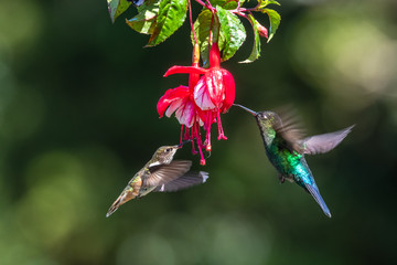 Blue hummingbird Violet Sabrewing flying next to beautiful red flower. Tinny bird fly in jungle. Wildlife in tropic Costa Rica. Two bird sucking nectar from bloom in the forest. Bird behaviour