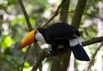 tucano