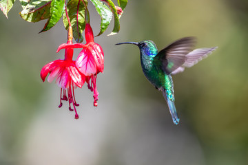 Fototapeta premium Blue hummingbird Violet Sabrewing flying next to beautiful red flower. Tinny bird fly in jungle. Wildlife in tropic Costa Rica. Two bird sucking nectar from bloom in the forest. Bird behaviour