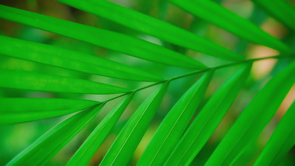 Fototapeta na wymiar Soft focus green leaves spring nature wallpaper background