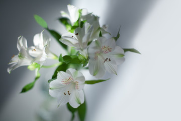 White alstroemeria flowers with green leaves on gray background with sun light and shadow closeup, delicate lily flower bunch in sunlight, tender lilies floral arrangement, romantic design, copy space