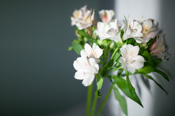 White alstroemeria flowers with green leaves on gray background with sun light and shadow closeup, delicate lily flower bunch in sunlight, tender lilies floral arrangement, romantic design, copy space
