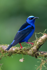 Shining Honeycreeper, Cyanerpes lucidus, exotic tropical blue bird with yellow legs from Costa Rica. Blue songbird in the nature habitat. Tanager from South America