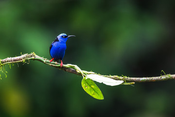 Shining Honeycreeper, Cyanerpes lucidus, exotic tropical blue bird with yellow legs from Costa Rica. Blue songbird in the nature habitat. Tanager from South America
