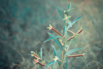 soft focus grass flower spring nature background