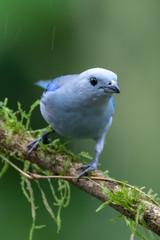 Shining Honeycreeper, Cyanerpes lucidus, exotic tropical blue bird with yellow legs from Costa Rica. Blue songbird in the nature habitat. Tanager from South America