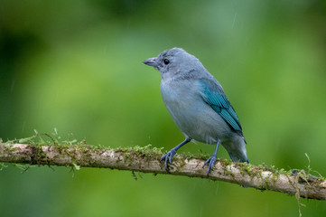 Shining Honeycreeper, Cyanerpes lucidus, exotic tropical blue bird with yellow legs from Costa Rica. Blue songbird in the nature habitat. Tanager from South America