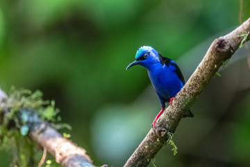 Shining Honeycreeper, Cyanerpes lucidus, exotic tropical blue bird with yellow legs from Costa Rica. Blue songbird in the nature habitat. Tanager from South America