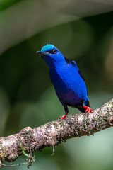 Shining Honeycreeper, Cyanerpes lucidus, exotic tropical blue bird with yellow legs from Costa Rica. Blue songbird in the nature habitat. Tanager from South America