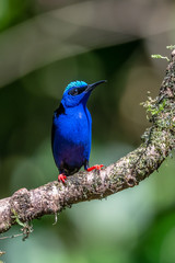 Shining Honeycreeper, Cyanerpes lucidus, exotic tropical blue bird with yellow legs from Costa Rica. Blue songbird in the nature habitat. Tanager from South America