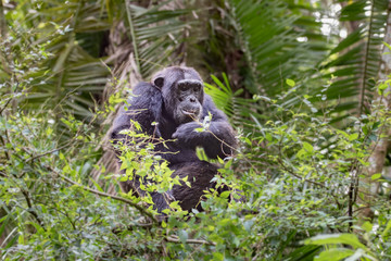 Sitting chimpanzee in Kibale Forest National Park, Uganda