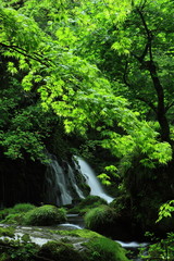 夏の滝