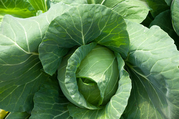 Fototapeta premium Cabbage in organic farm