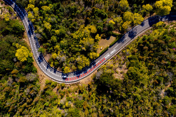 早春の晴れた日にミモザの花に囲まれたワインディングロードを100ｍの高度から空撮した風景が美しい。