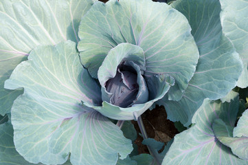 Red organic cabbage