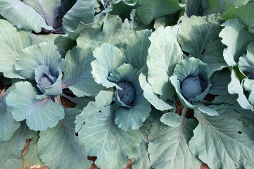 Red organic cabbage
