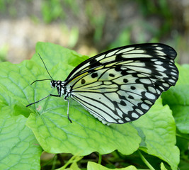 butterfly on a leaf background