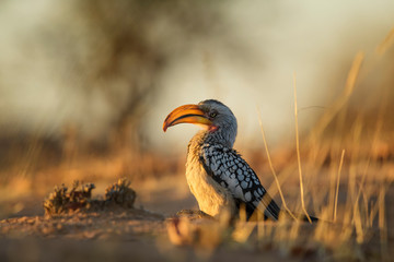 Southern Yellow-billed Hornbill - Tockus leucomelas, beautiful colorful large bird from southwest Africa, Namibia. © David