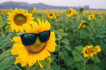 sunglasses of Sunflower blooming in Sunflowers garden