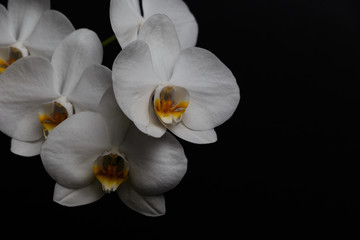 Naklejka na ściany i meble Branch with beautiful orchid flowers on black background. Tropical plant.