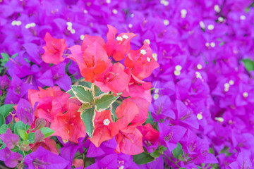 Fototapeta na wymiar Colorful bougainvillea flowers in the garden for floral background