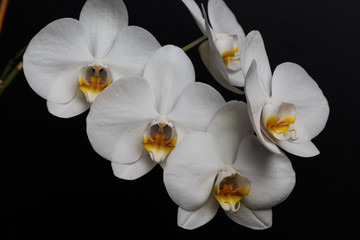 Fototapeta na wymiar Beautiful Phalaenopsis Orchid flowers, isolated on black background