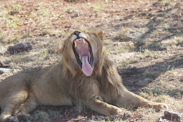 african lion