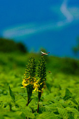 高原に咲く花を求めて