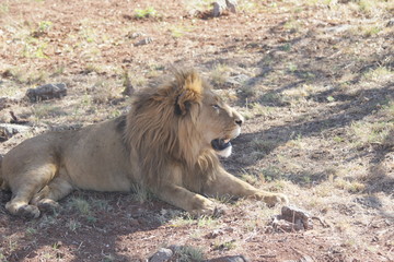 african lion