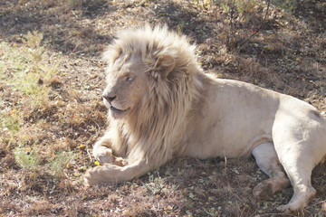 african lion